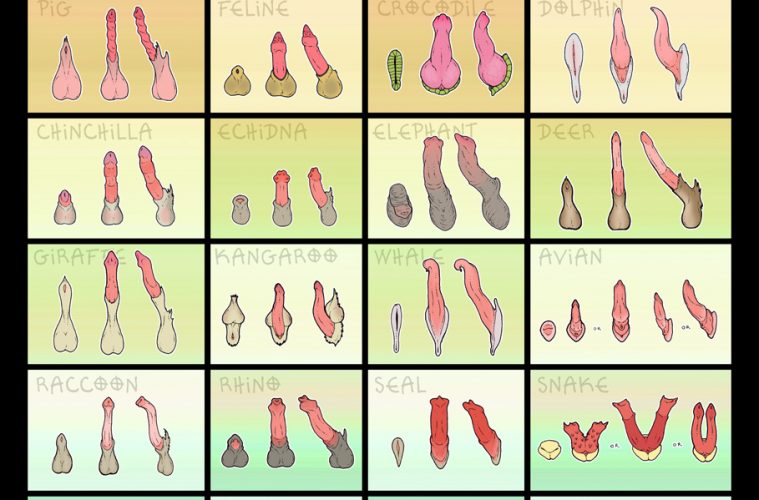 chart of animal penises