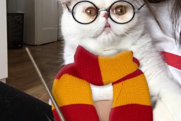 Harry Potter cat using snapchat filter